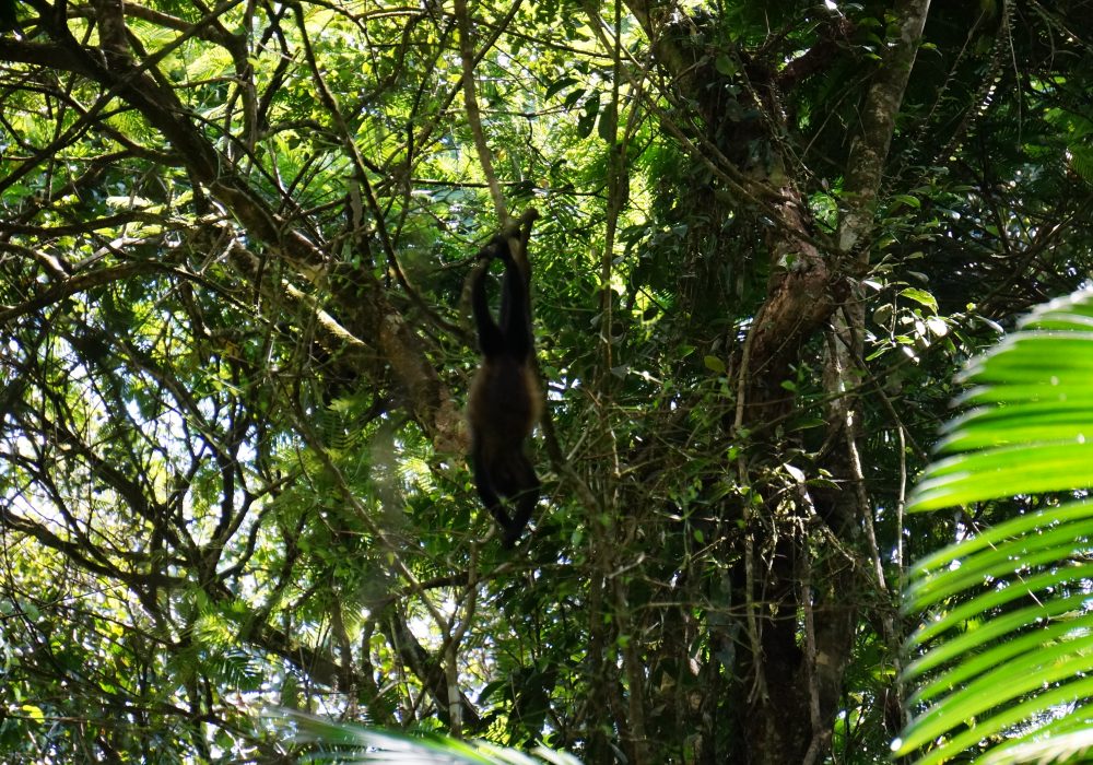 Singe araignée - Racine des arbres - réserve Tirimbina (Sarapiqui) - costa rica