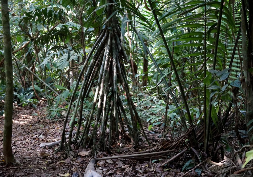 Racine des arbres - forêt primaire - réserve Tirimbina (Sarapiqui) - costa rica