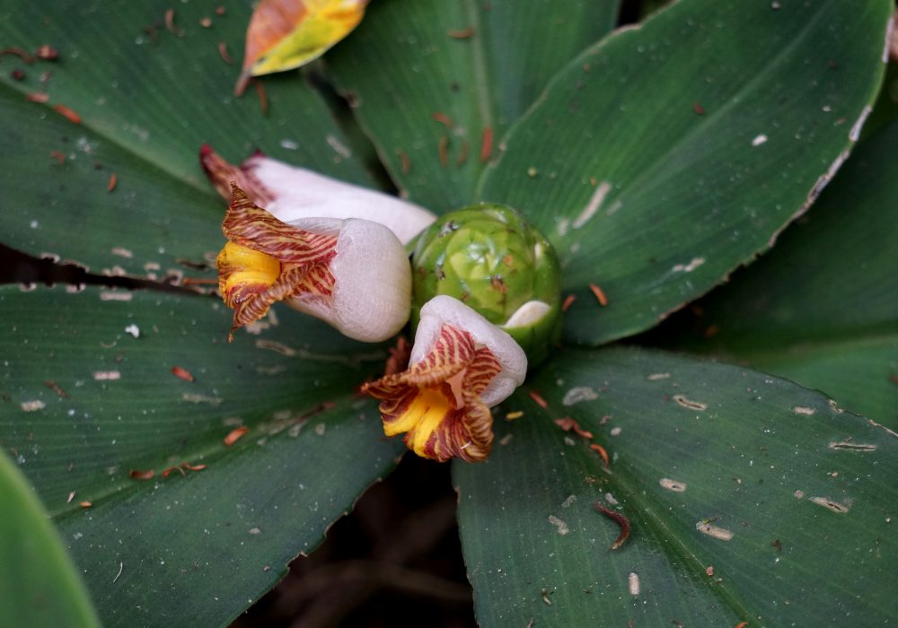 Forêt primaire de la réserve Tirimbina (Sarapiqui) - costa rica