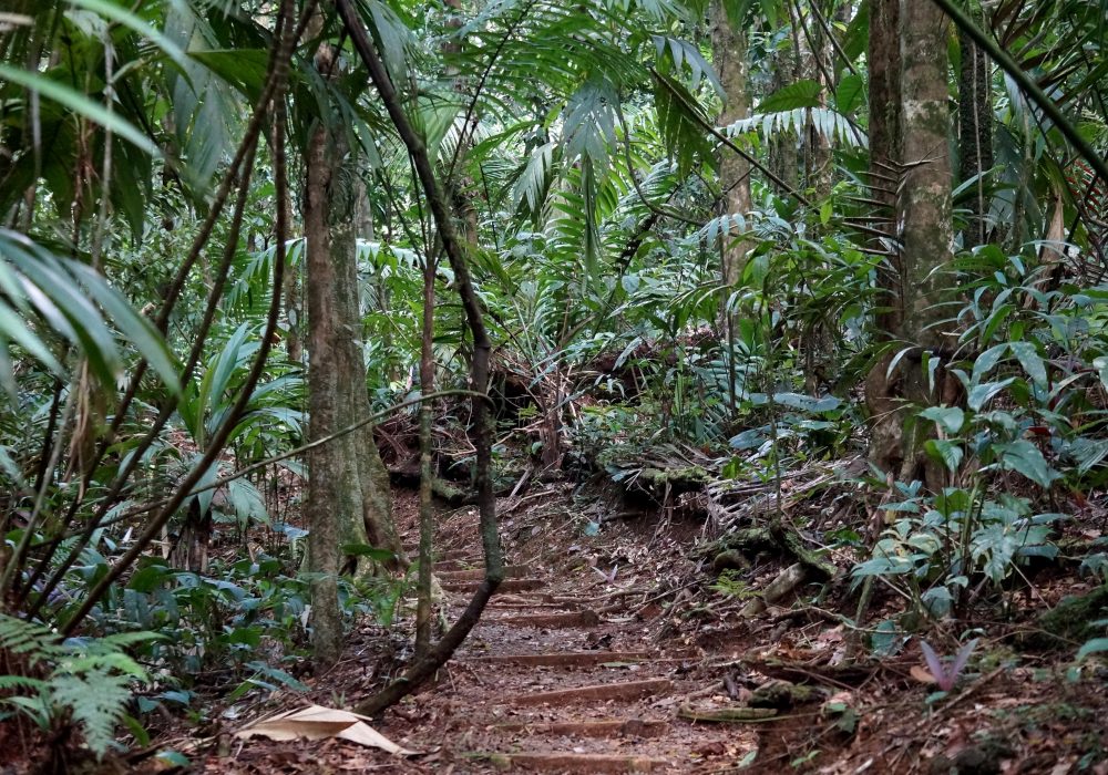 Forêt primaire réserve Tirimbina (Sarapiqui) - costa rica