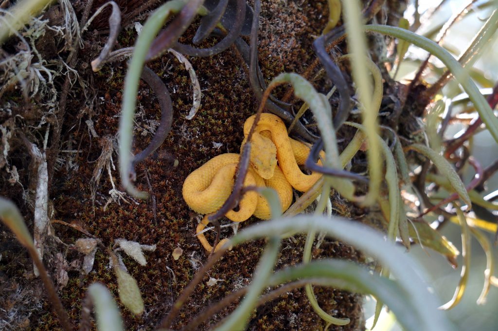 serpent jaune parc naturel volcan arenal costa rica