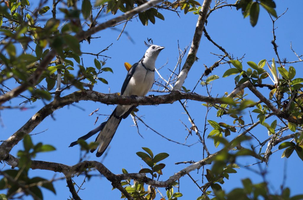 oiseau geai à face blanche costa rica arenal