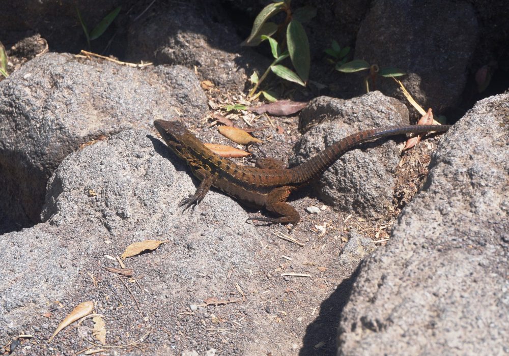 Lézard - Parc naturel du volcan Arenal - costa rica