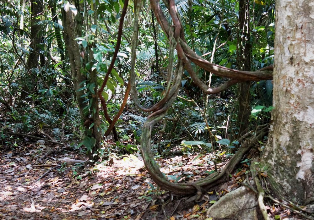Forêt primaire - Parc naturel du volcan Arenal - costa rica