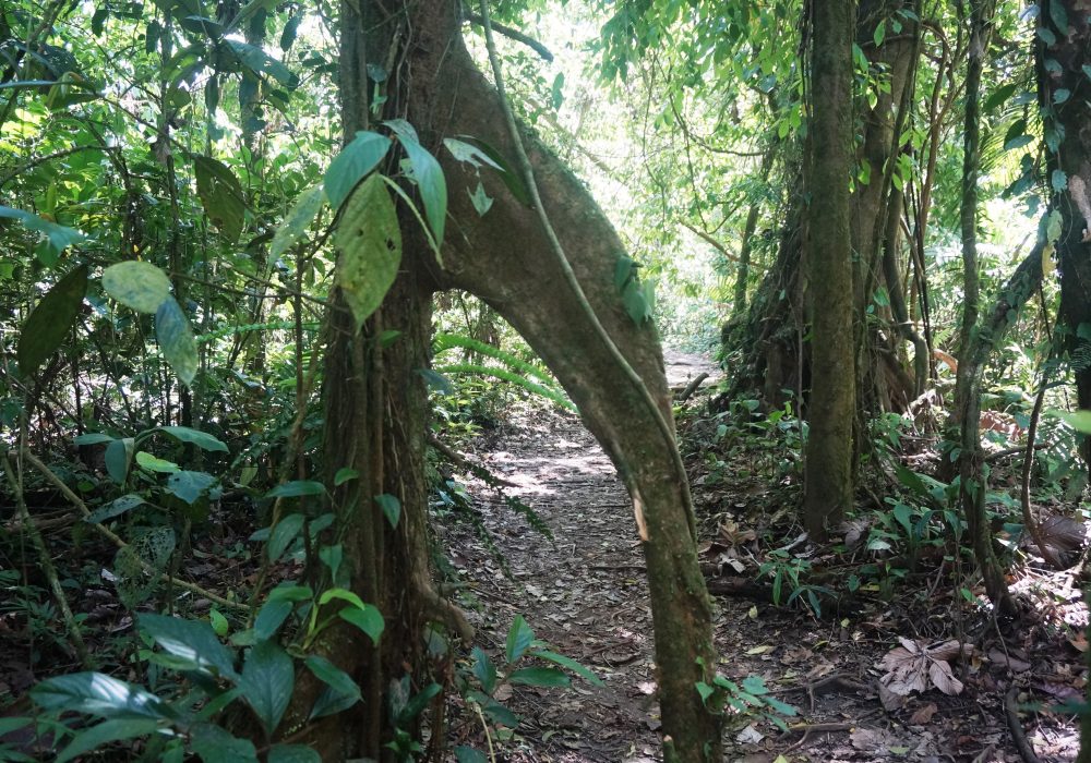 Forêt primaire - Parc naturel du volcan Arenal - costa rica