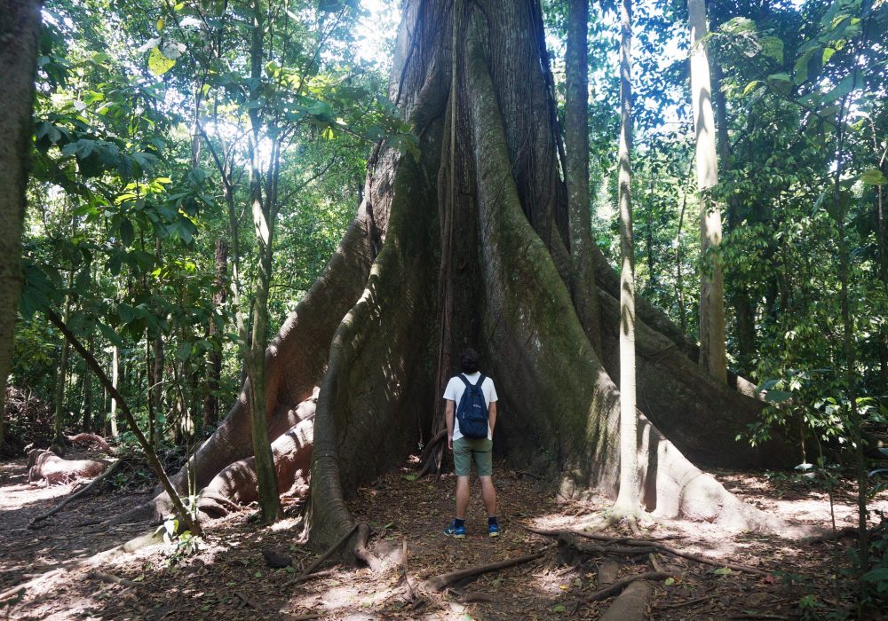 Arbre - parc national d'Arenal - Costa rica