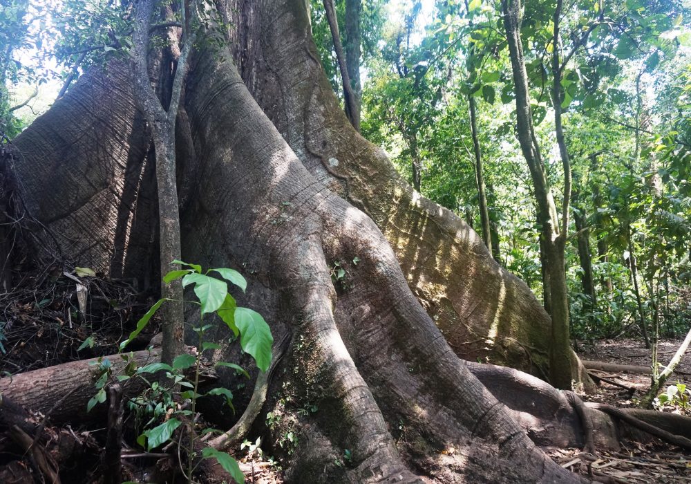 Ceiba tree - Parc naturel du volcan Arenal - costa rica