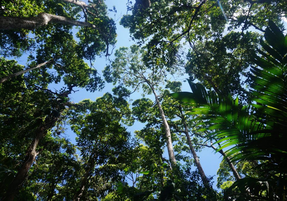 Forêt primaire - Parc naturel du volcan Arenal - costa rica