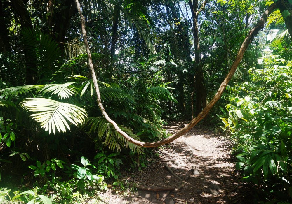 Forêt primaire - parc national d'Arenal - Costa rica