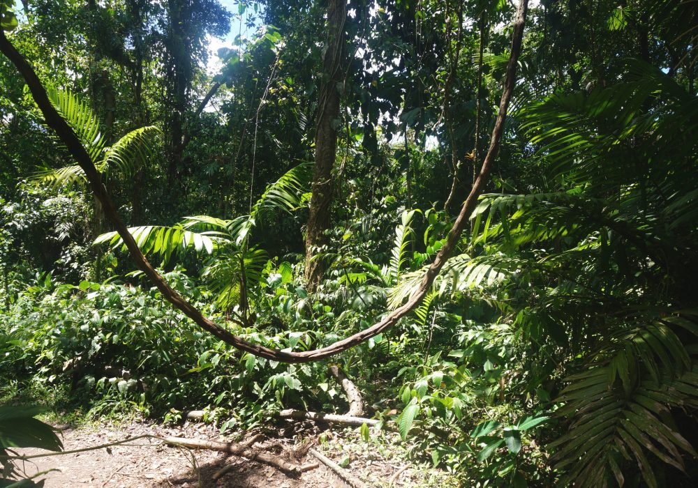 Forêt primaire - Parc naturel du volcan Arenal - costa rica