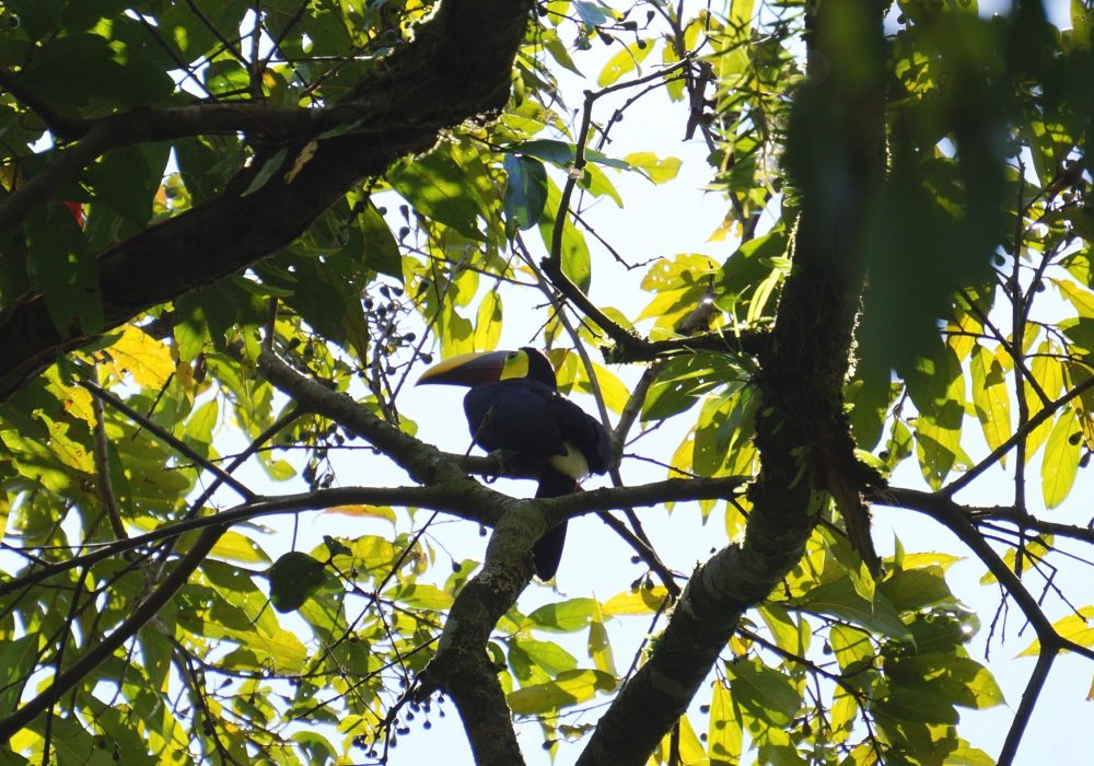 Toucan - parc national d'Arenal - Costa rica