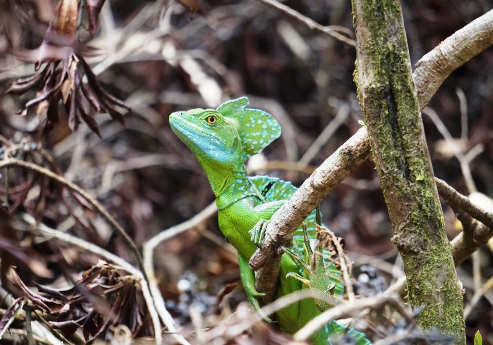 Basilic vert (Lézard Jésus-Christ) - Parc national d'Arenal - Costa rica