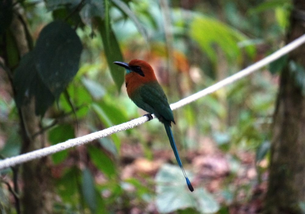 Oiseau Motmot roux - Arenal Observatory lodge - costa rica