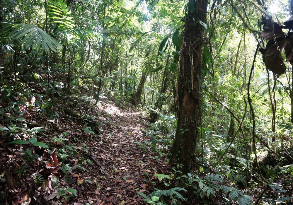 Forêt primaire de l'Arenal Observatory lodge - costa rica