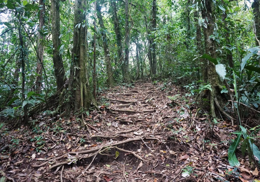 Forêt primaire de l'Arenal Observatory lodge - costa rica