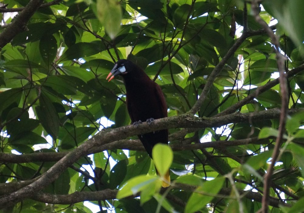 oiseau cassique de montezuma - réserve Tirimbina (Sarapiqui) - costa rica