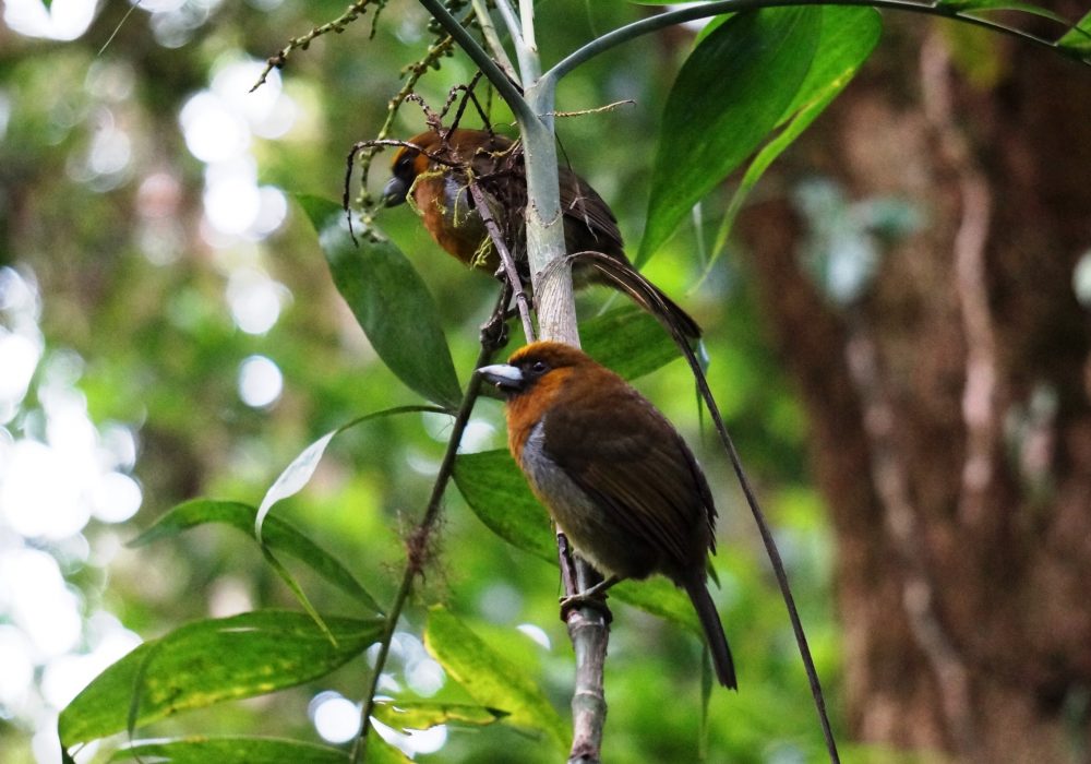 Passerini's Tanager - réserve de monteverde - costa rica