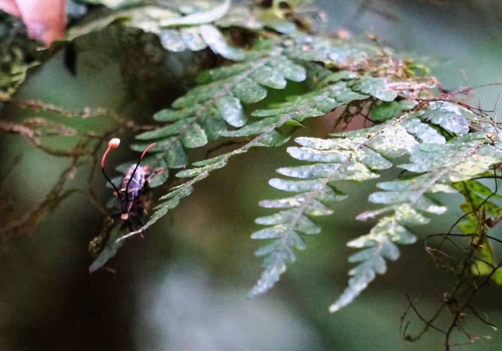 Insecte - réserve de monteverde - costa rica