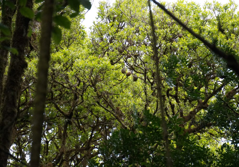 Forêt primaire de la réserve de monteverde - costa rica