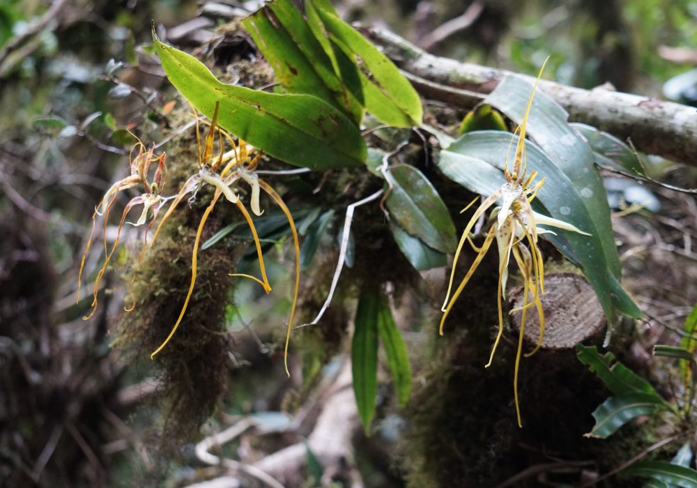 Orchidée araignée - réserve de monteverde - costa rica