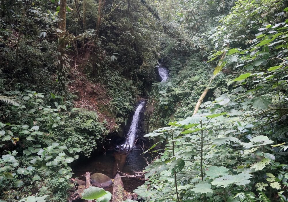 Cascade de la réserve de monteverde - costa rica