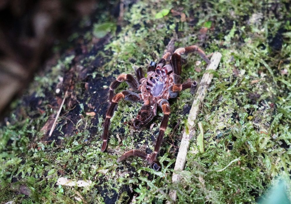 Mue de tarentule - réserve de monteverde - costa rica