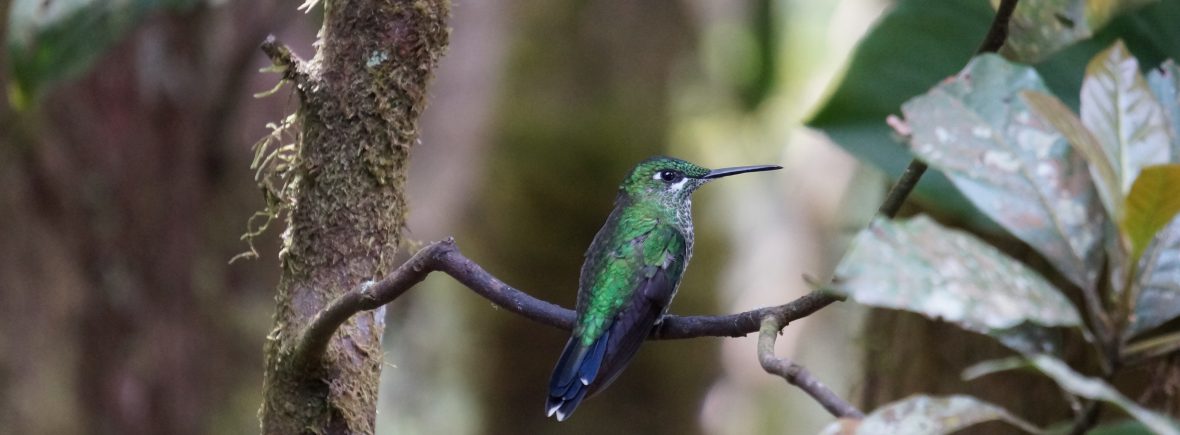 colibris monteverde costa rica