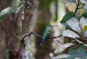 colibris monteverde costa rica