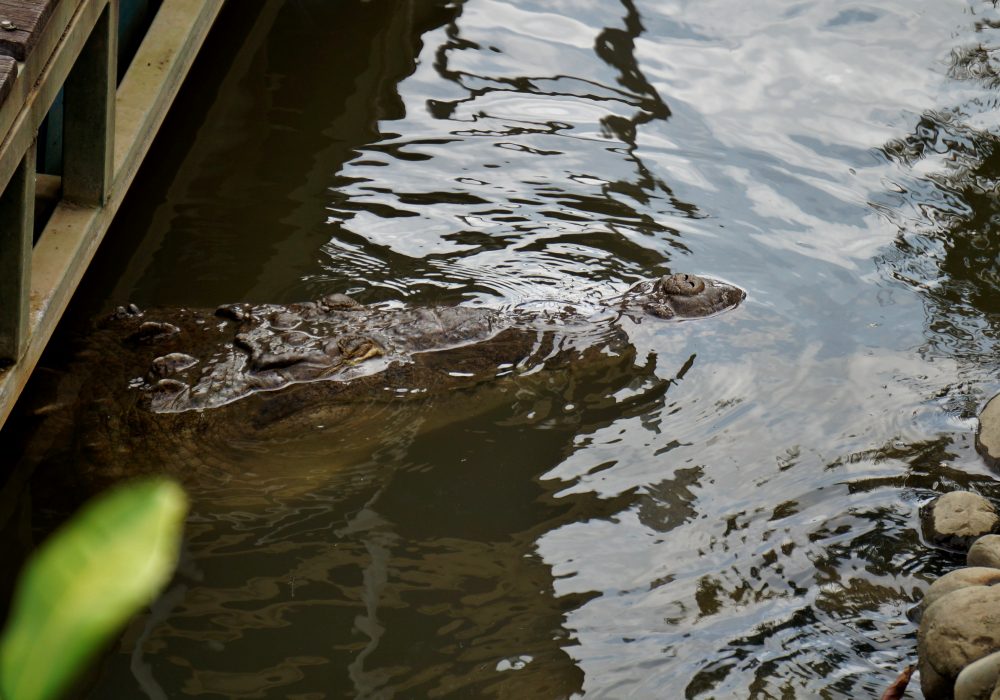 Crocodile - Embarcadère de Sierpe - costa rica