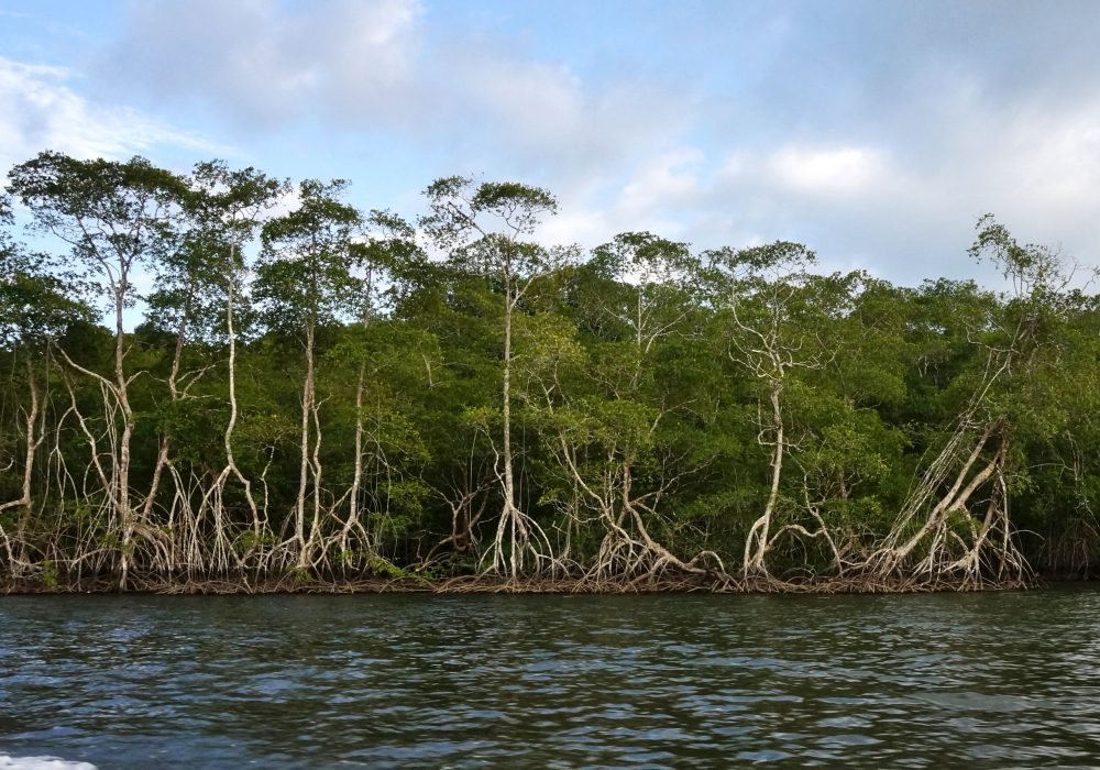 Vue sur la Mangrove - Bateau de Sierpe à Bahia Drake (péninsule d'Osa) - costa rica