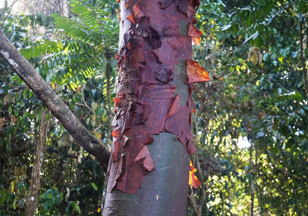 arbre Bursera simaruba - Parc national de Corcovado - Costa rica