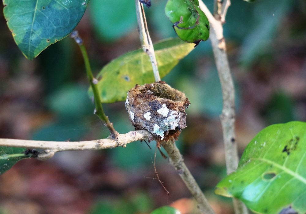 nid de colibris - Parc national de Corcovado - Costa rica