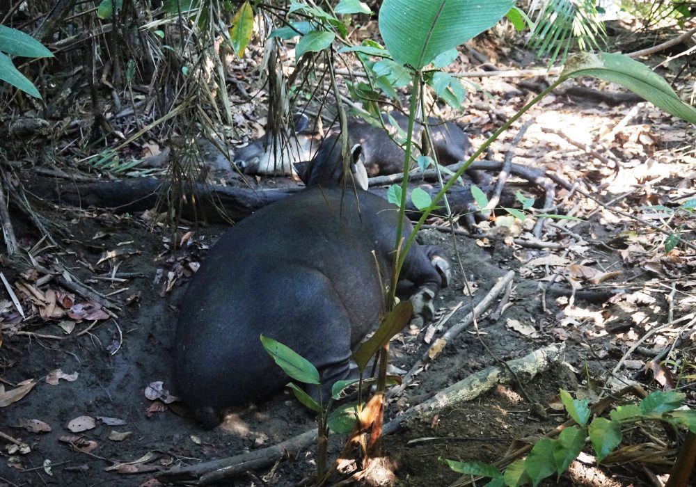 Tapir - Parc national de Corcovado - Costa rica