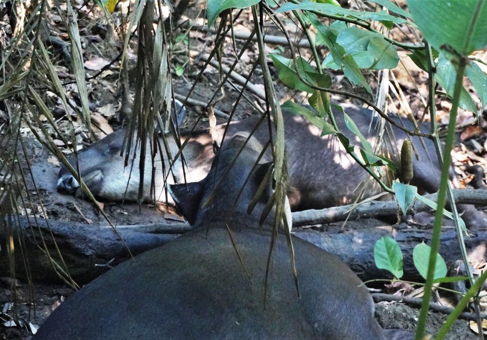 Tapir - Parc national de Corcovado - Costa rica