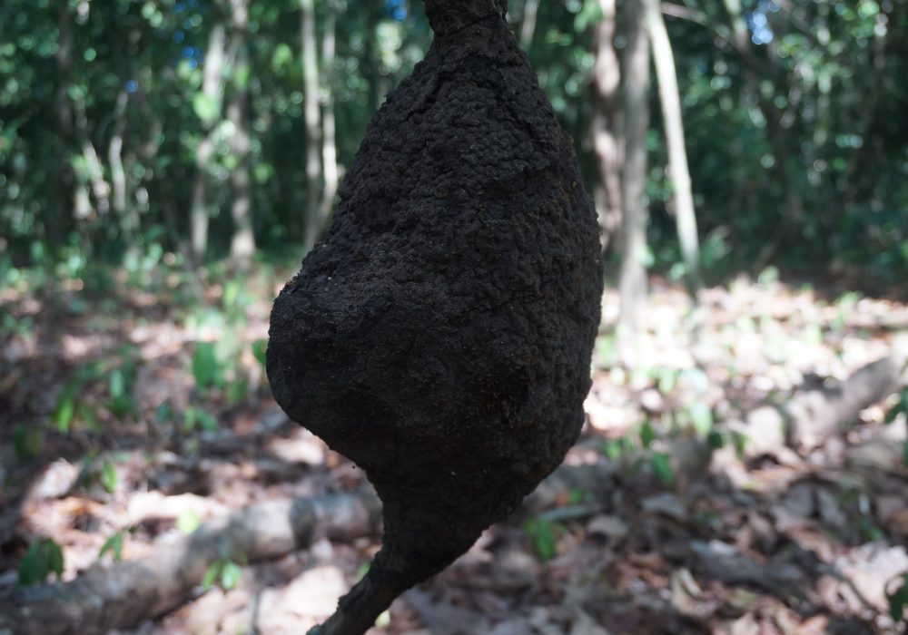 Nid de termites - Parc national de Corcovado - Costa rica