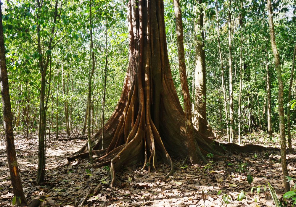 Arbre - Parc national de Corcovado - Costa rica