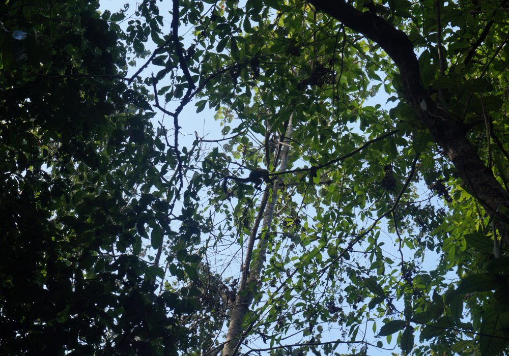 Forêt - Parc national de Corcovado - Costa rica