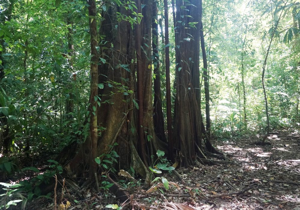 Forêt - Parc national de Corcovado - Costa rica