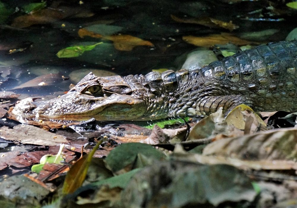 Caïman - Parc national de Corcovado - Costa rica