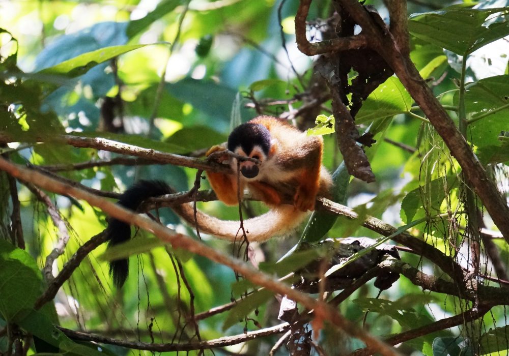 Singe écureuil - Parc national de Corcovado - Costa rica