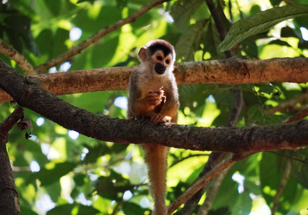 Singe écureuil -  Parc national de Corcovado  - Costa rica