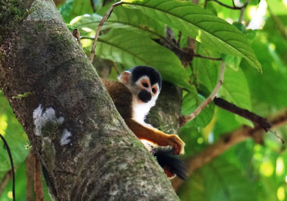 Singe écureuil -  Parc national de Corcovado  - Costa rica