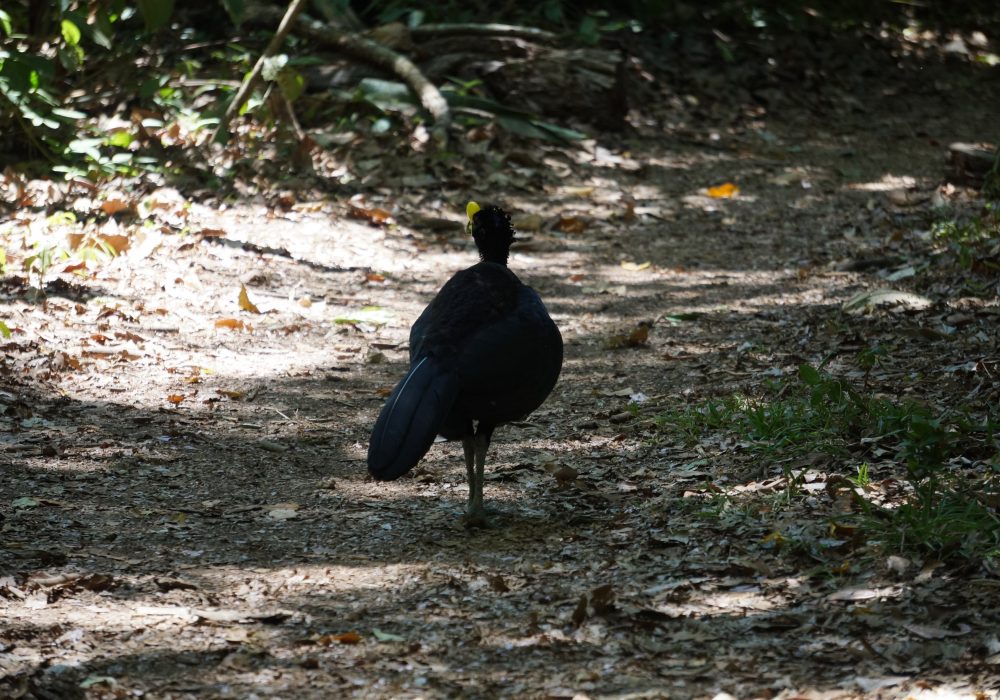 hocco - parc national de corcovado - costa rica
