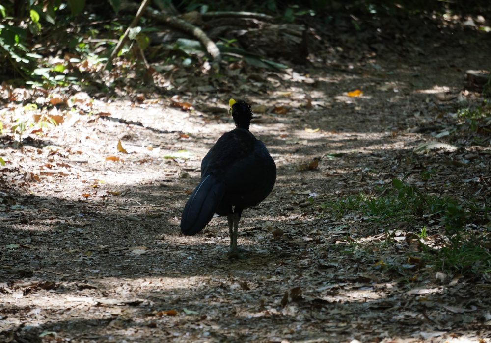 hocco - parc national de corcovado - costa rica