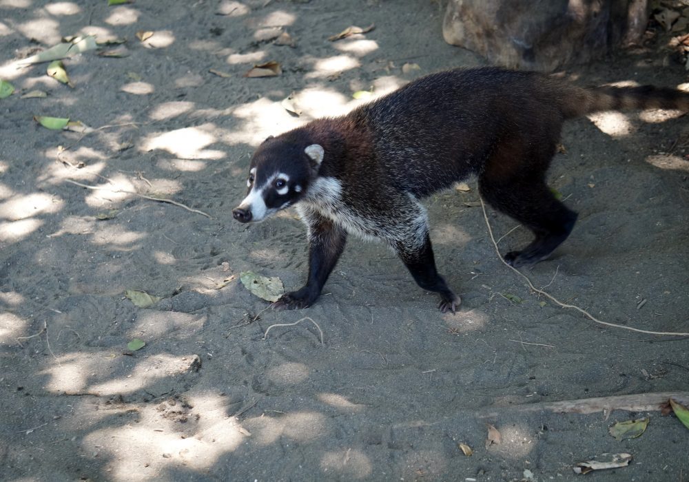 Coati - Parc national de Corcovado - Costa rica