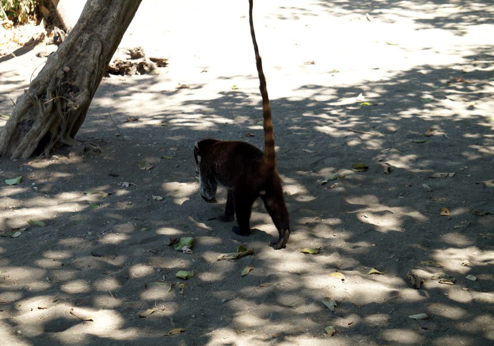 Coati - Parc national de Corcovado - Costa rica