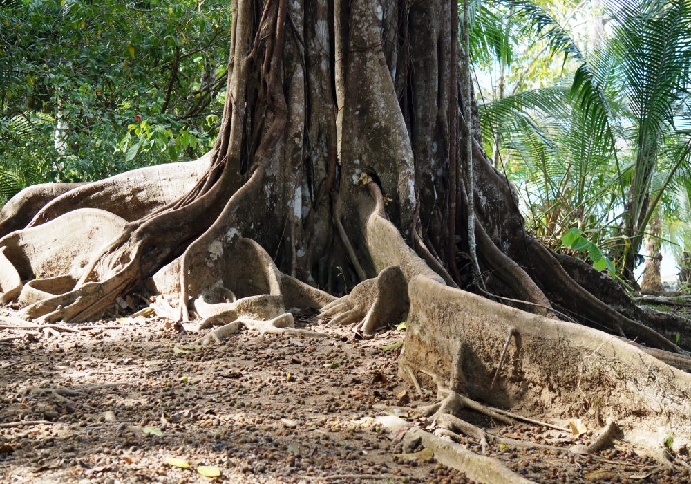 Arbre de Bahia Drake - Corcovado - Costa rica