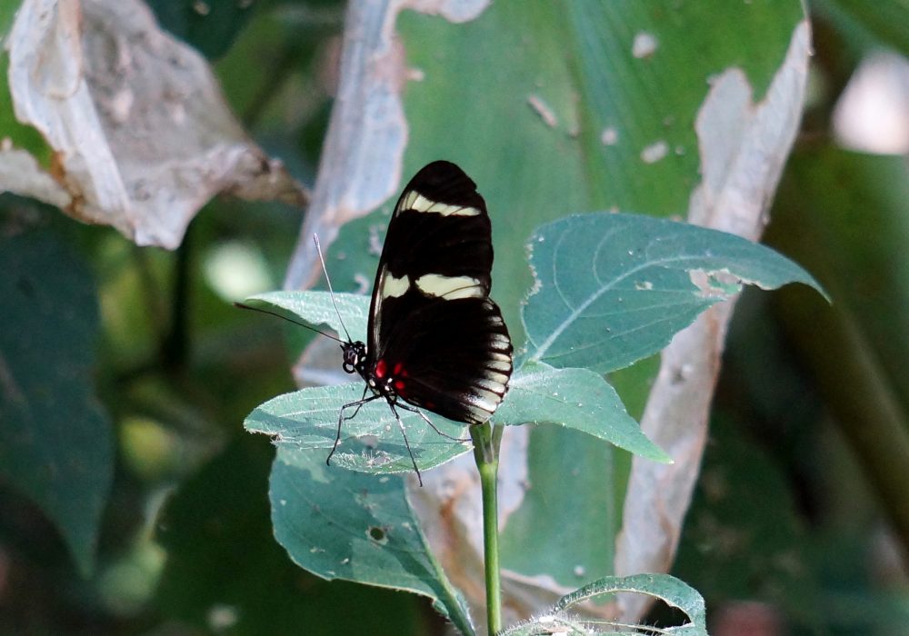 Papillon -  Bahia Drake - péninsule d'Osa - Corcovado - Costa Rica