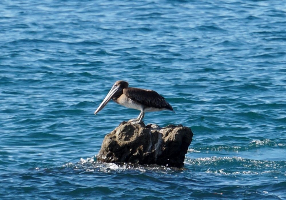 Pélican  - Bahia drake - Corcovado - Costa Rica