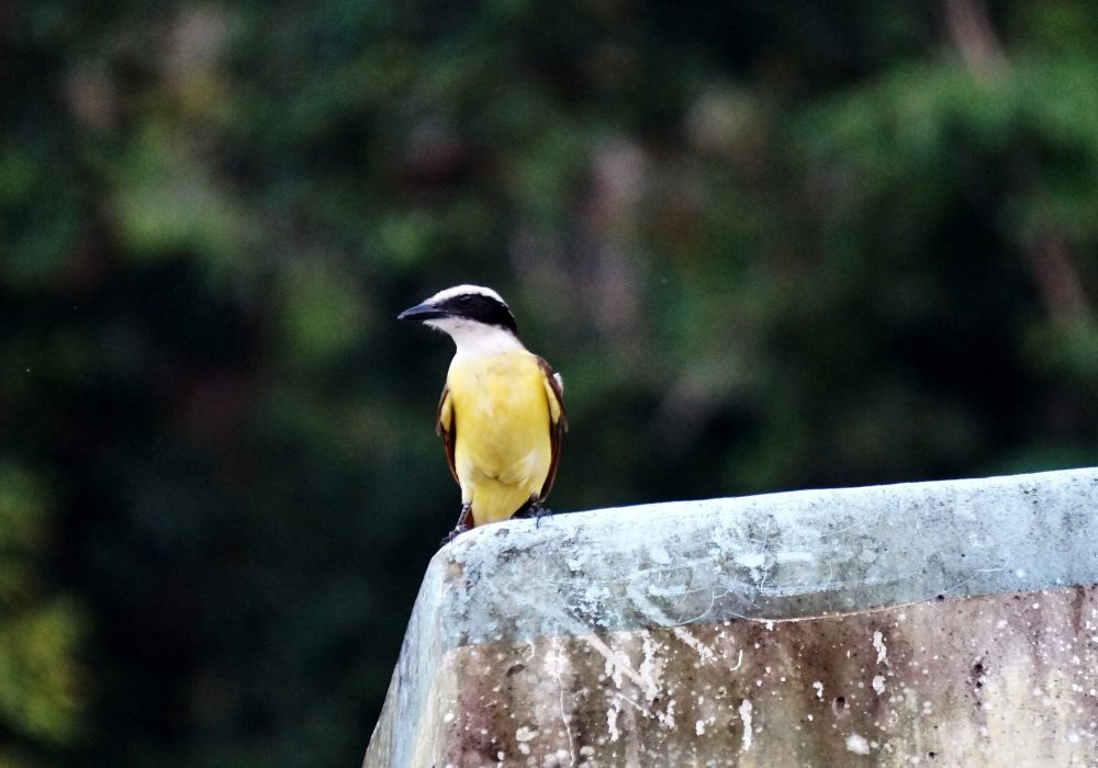 Oiseau Tyran jaune -  Bahia Drake - péninsule d'Osa - Corcovado - Costa Rica